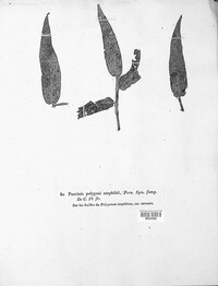 Uromyces polygoni-avicularis image